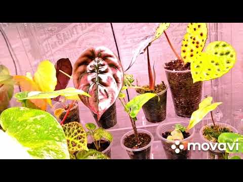 Видео: Полочки из китая и мои витрины теплички.Комнатные растения(цветы).