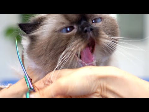 Видео: Мои руки очень быстрые! Вот почему я могу быть грумером. 😻🛁✂️❤️