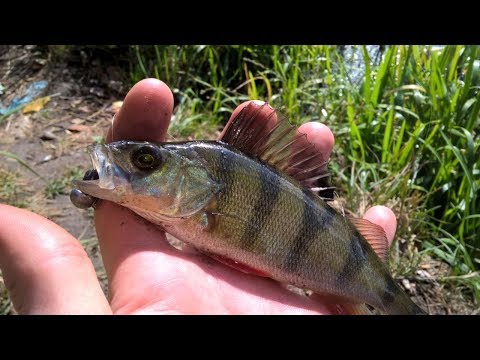 Видео: Осенний джиг на реке Псел (тестовое видео)