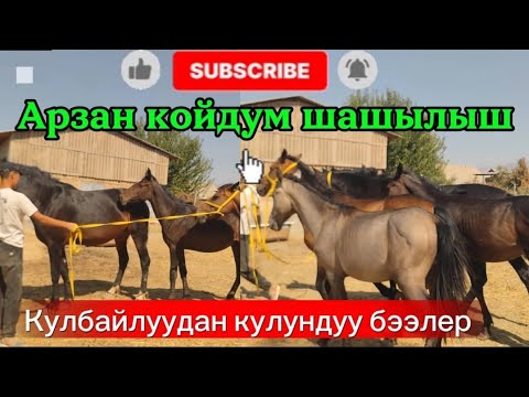 Видео: Кулбайлуудан кулундуу бээ0505-41-94-41