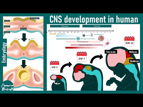 Видео: Развитие ЦНС | USMLE, шаг 1: Нейробиология: Анимация нейруляции
