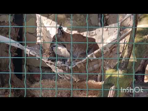 Видео: ZOO  СРЕДА ДЛЯ ПЕНСИОНЕРОВ 😊ХОРОШАЯ ПРОГУЛКА !