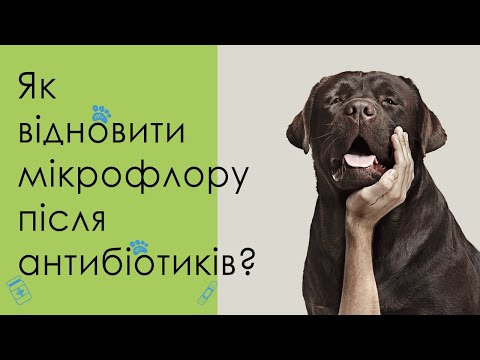 Видео: Восстановление после лечения антибиотиками ➥  Как помочь животному?