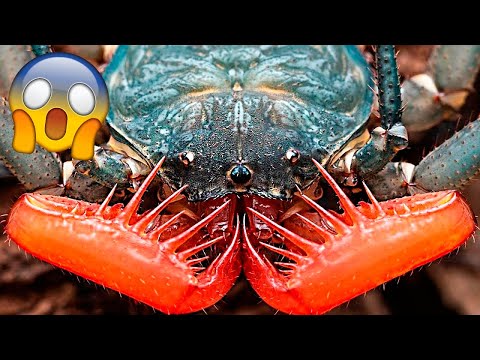 Видео: Это Самое Опасное Существо За Всю Историю