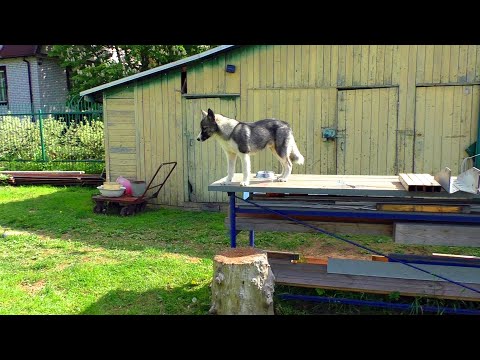 Видео: Хитрый ЛИС