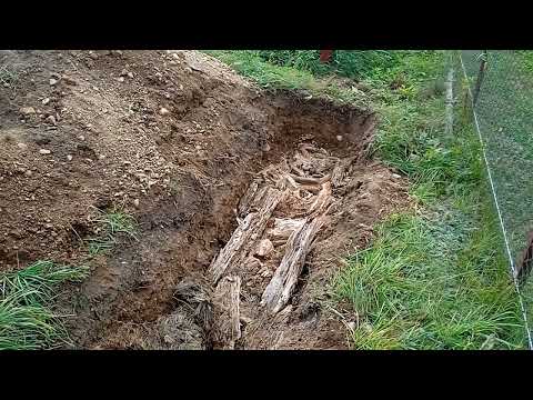 Видео: Подготовка траншеи для посадки голубики. Начало. 01.10.2023