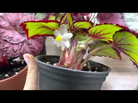 Видео: Бегонии. Пересчитываю сорта. Часть 2.