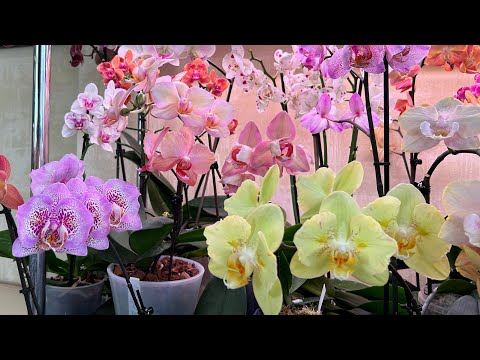 Видео: Мои Орхидеи не цветут ,как Ваши! Что я делаю не так? ( ответы на вопросы зрителей)