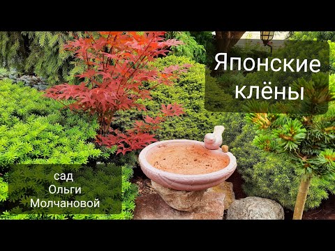 Видео: Японские клёны в саду Ольги Молчановой🌿июль 2021 года