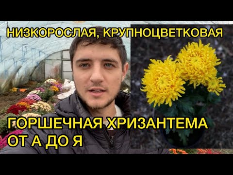 Видео: Горшечная хризантема - выращивание, уход.