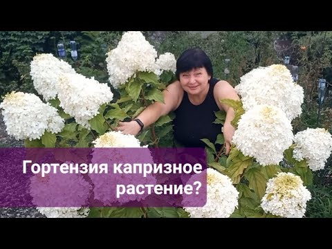 Видео: Гортензия сложное и капризное растение? Давайте рассуждать вместе!