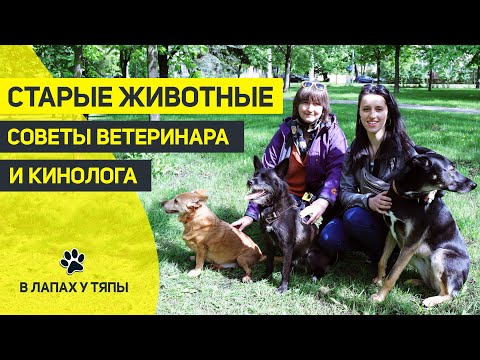 Видео: Собака в старости. Чем болеют пожилые собаки? Какой нужен уход? | Советы ветеринара, советы кинолога