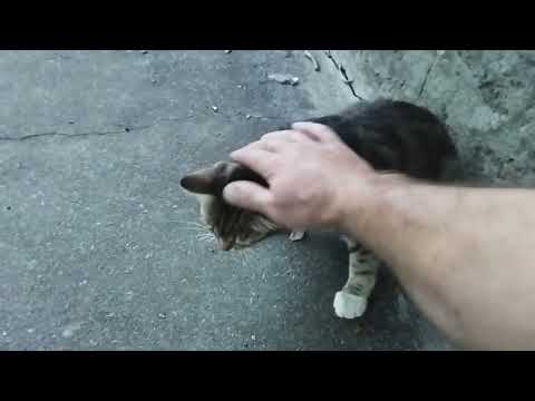 Видео: Как избавиться от сорняков на заброшенном участке.