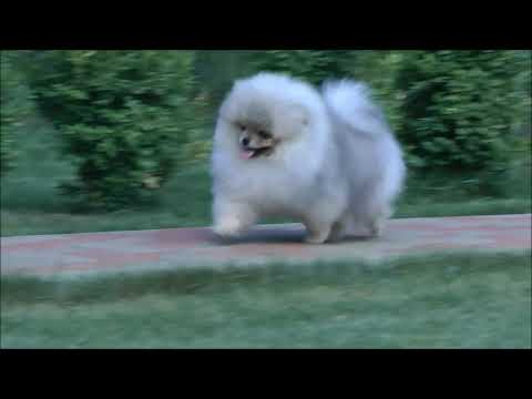 Видео: ПОМЕРАНСЬКИЙ ШПІЦ * POMERANIAN * WELLES ELENHOUSE, 4 місяці