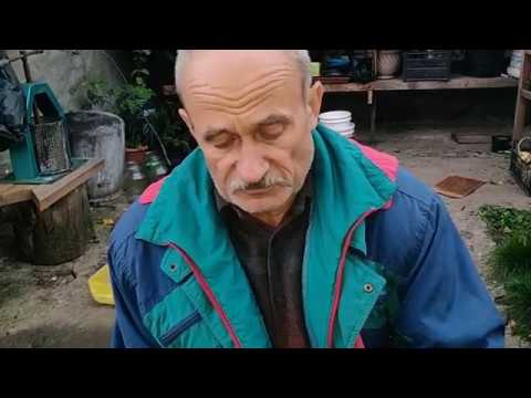 Видео: Сеем семена  мезозойской эры! ГИНКГО  БИЛОБА.