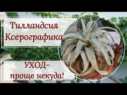Видео: Тилландсия Ксерографика, уход. 😉