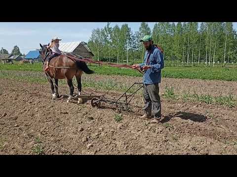 Видео: Возжи рабочей лошади.Удобное для меня положение.