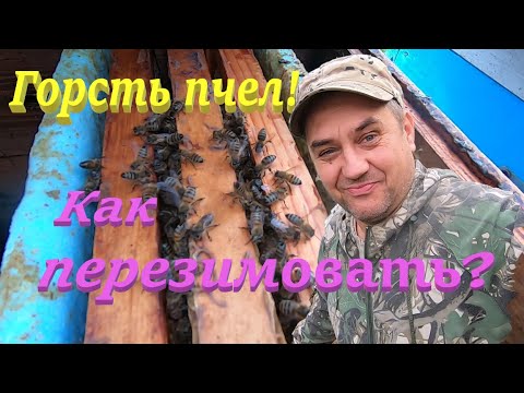 Видео: ✅ Горсть пчел КАК ЗИМОВАТЬ и спасти матку! #пчеловодство1