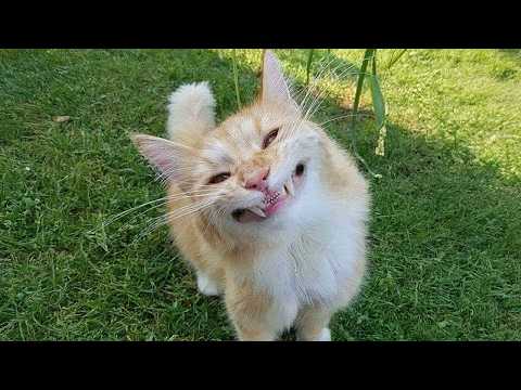Видео: Кошки ведут себя странно каждый раз, когда пытаются мяукать 😂 Самое смешное видео о кошках