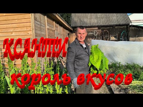 Видео: ОСОБЕННОСТИ уборки ТАБАКА КСАНТИ.Рубим ГЕРЦЕГОВИНУ со стеблями. Готовимся к сбору СЕМЯН.