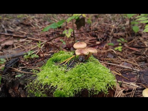 Видео: Грузди и другие грибы... 2 сентября 2023