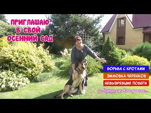 Видео: Прогулка по ОСЕННЕМУ саду. Зимовка черенков. Растения в горшках. Борьба с кротами. + ЧАЕПИТИЕ!