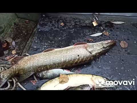 Видео: Воблер Bomber Fat Free Shad BD7F