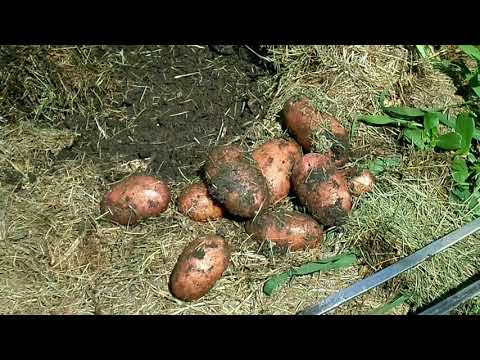 Видео: Восточный Казахстан  Картофель в сене