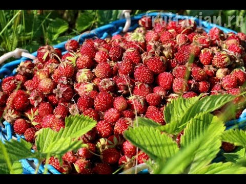 Видео: Родные села колыбель моей души  Катон-Карагай
