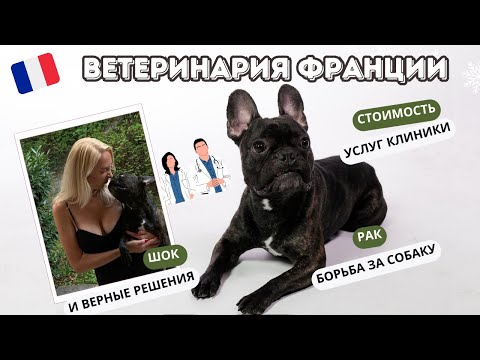 Видео: VLOG // Ветеринары во Франции 🩺💊🧪 Огромные счета и цены