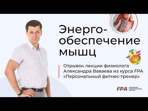 Видео: Энергообеспечение мышц | Александр Ваваев (FPA)