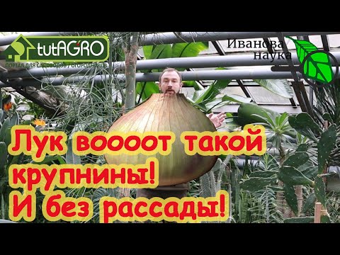 Видео: ВСЕГО ОДНО УСЛОВИЕ и ЛУК ВЫРАСТЕТ ОТЛИЧНЫМ и КРУПНЫМ! Лук чернушкой, севком или рассадой?