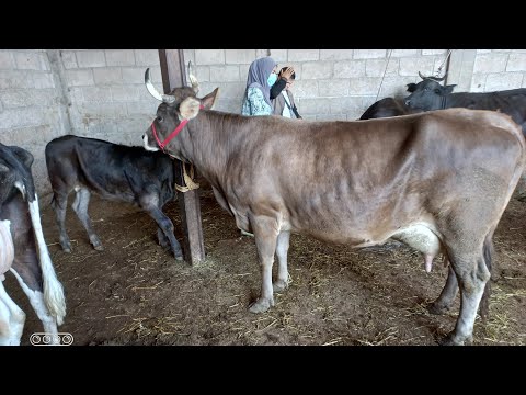 Видео: МОЛБОЗОРИ ХОЧИ ШАРИФ. 12 сентября 2025 г.