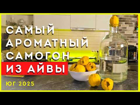 Видео: Самый ароматный южный самогон из айвы | от А до Я