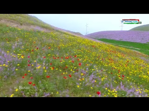 Видео: Тоҷикистон: Баҳорӣ ноҳияи Вахш / Nature of Tajikistan / Природа Таджикистана