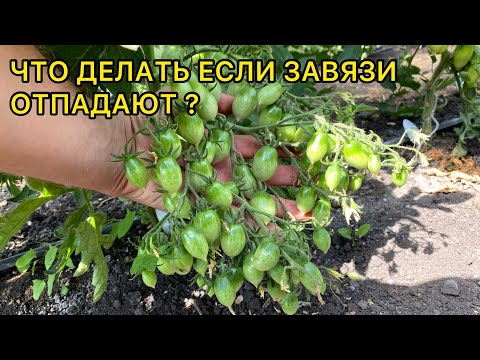 Видео: Цветки томата завяжутся МАКСИМАЛЬНО! Несколько рекомендаций для большого урожая