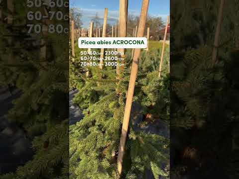 Видео: 28.10.2025 р. — Огляд щеплених сортів ялини. Розміри та актуальні ціни!