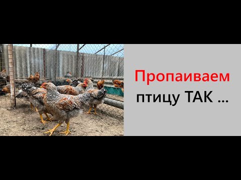 Видео: Пропаиваем птицу. Породы кур Нью-Гемпшир, Австралорп, Билефельдер,  Амераукана, Леггорн, Люйкеданзи