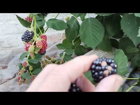 Видео: Ожина вже почила родити !!!