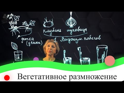Видео: Вегетативное размножение. 7 класс.