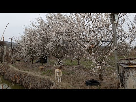 Видео: Как защитить цветущее дерево от весенних морозов. 🌳❄