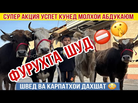 Видео: ШВЕД ВА КАРПАТХОИ ДАХШАТ УСПЕТ КУНЕД 24 октября 2025 г.