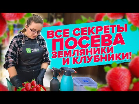 Видео: ЗЕМЛЯНИКА ИЗ СЕМЯН - ЭТО ПРОСТО! Как вырастить клубнику из семян