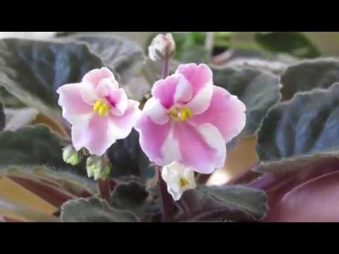 Видео: Что не дает фиалке цвести шапочно . Основная причина.