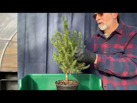 Видео: Как превратить саженец карликовой ели Альберты в бонсай. Часть 1. 13 ноября 2023 г.