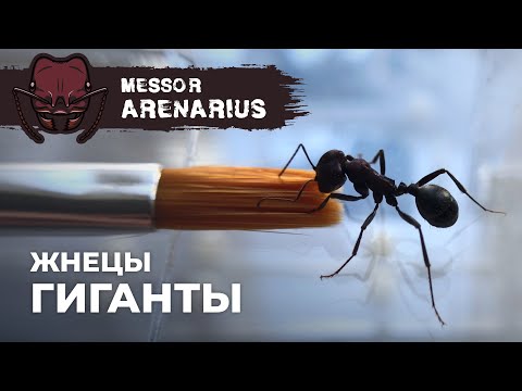 Видео: БОЛЬШИМ МУРАВЬЯМ БОЛЬШОЙ ФОРМИКАРИЙ | Giant harvester ant | Messor arenarius
