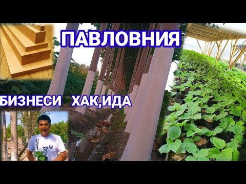 Видео: Павлония бизнеси 800$ тикиб 5 йилда 100 000 $ пул килиш мумкинми?