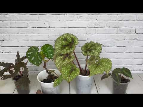 Видео: Детки бегоний. 1.11.2025