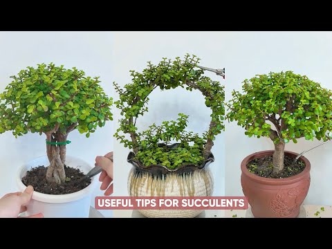 Видео: Простые советы по уходу за суккулентами для начинающих