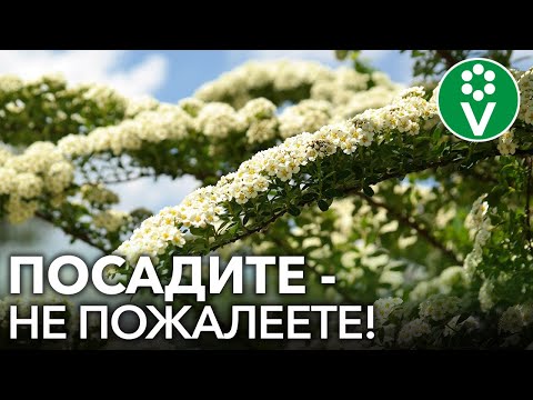 Видео: ПОСАДИТЕ ЭТИ НЕПРИХОТЛИВЫЕ ЦВЕТУЩИЕ КУСТАРНИКИ, НЕ ПОЖАЛЕЕТЕ!